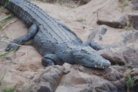 Nilkrokodil